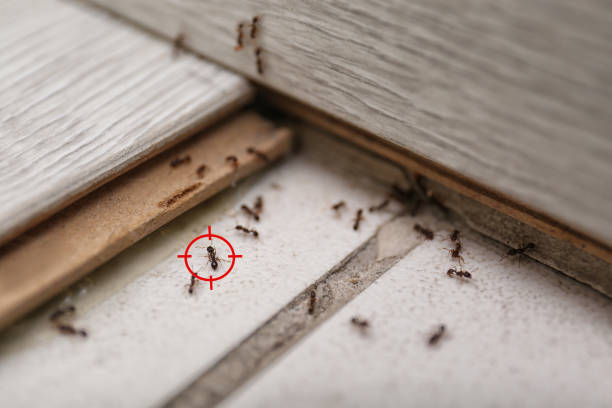 Best Residential Pest Control  in Gordon, NE